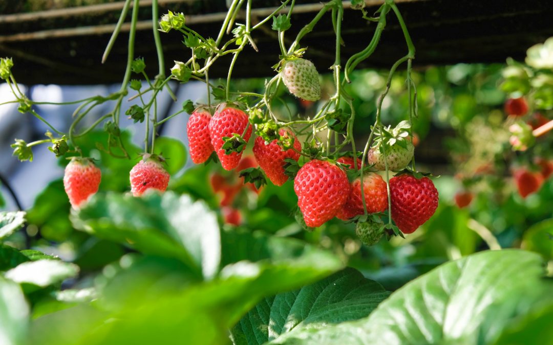 Strawberries are in-season in June.