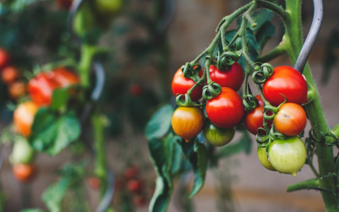 Tomatoes on a vine. Tomatoes are a rich source of vitamin E. Image from Unsplash.